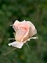 Rosa Marie Louise Marjam